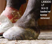 Lasodo_LF_Sept_3_2012_B.jpg (67456 bytes)