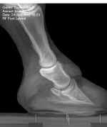 Lasodo_xrays_RF_lat_Sept_24_2012.jpg (34966 bytes)