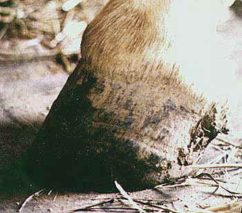 schmofoot1.jpg (19318 bytes)